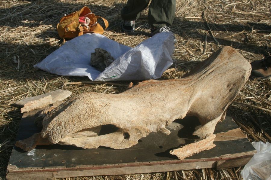 800 сая жилийн өмнөх олдвор Дарханы музейд хадгалагдаж байна