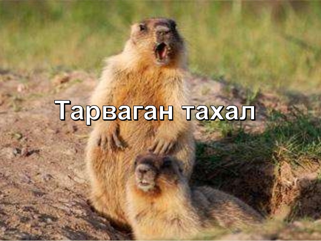 Тарваган тахлаас урьдчилан сэргийлье!