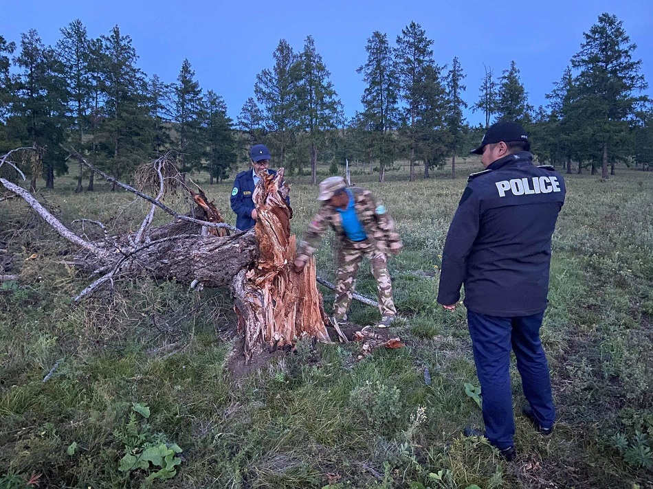 Сөгнөгөрийн аманд хууль бусаар мод бэлтгэсэн эсэхийг шалгаж байна