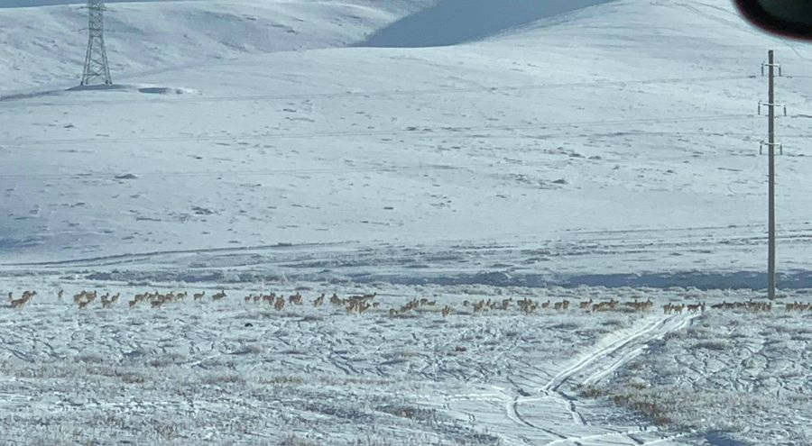 Зээрийн сүргийг нийслэлээс бүрэн гаргаж амжаагүй байна