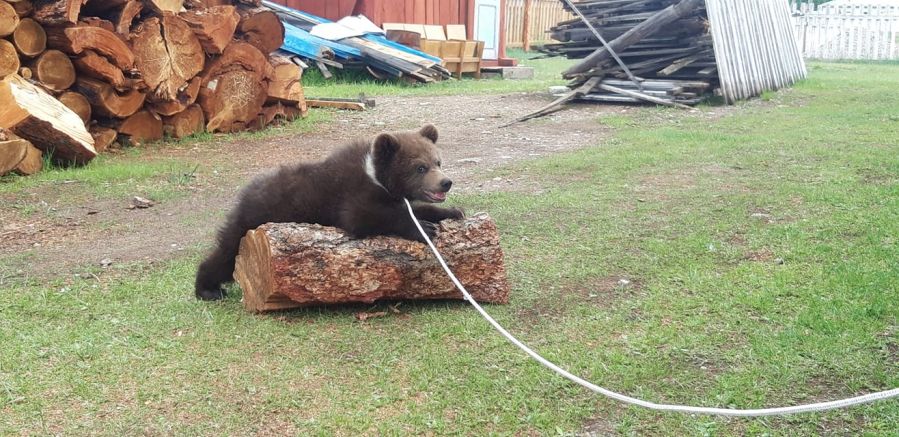 Эхээсээ төөрсөн бамбарууш 12,6 кг болж жин нэмсэн байна.