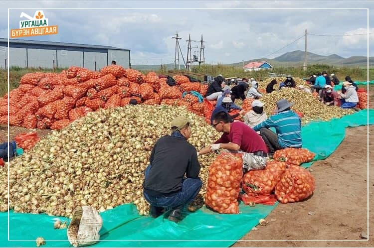 Ургац хураалтад долоон мянга гаруй ажлын байрны захиалга иржээ