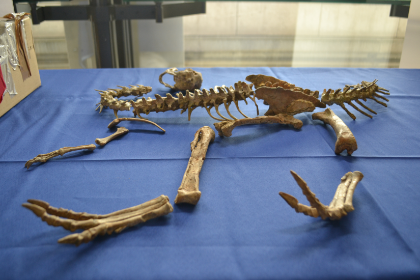 Монгол Улсын нутаг дэвсгэрээс хууль бусаар хилээр нэвтрүүлсэн үлэг гүрвэлийн чулуужсан олдворыг эгүүлэн авчээ