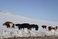 Цаг агаарын аюултай үзэгдлээс сэрэмжлүүлж байна