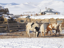 Мал хулгайлах гэмт хэрэг үйлдсэн бүлэг этгээдийг баривчиллаа
