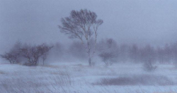 Ихэнх нутгийг хамарч нойтон цас орж, цасан шуурга шуурна.