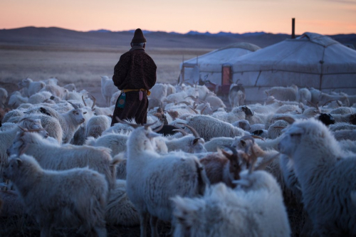 Монголын мал аж ахуйн салбарт канад компани блокчейн технологи нэвтрүүлнэ