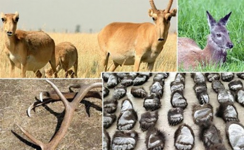 Хууль бус ан агнуур, мод бэлтгэлтэй холбоотой 100 гаруй хэрэг бүртгэгджээ