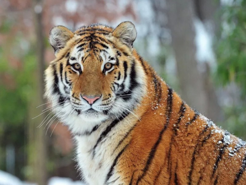 Амьтны хүрээлэнгийн бар, арсланд "COVID-19" вирус илэрчээ