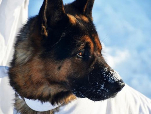 "Онц хилчин" Норд