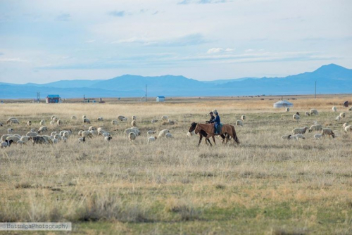 Малчид малын тоонд бус, чанарт анхаармаар байна
