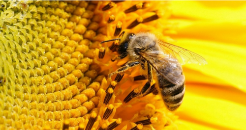 Мутацад ороогүй цорын ганц амьтан нь зөгий