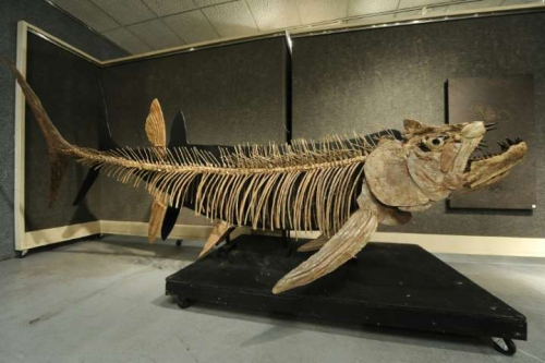 Аргентинаас 70 сая жилийн өмнөх загасны олдвор илэрчээ